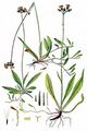  - Pilosella blyttiana (Fr.) F. W. Schultz & Sch. Bip.