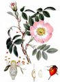 Glaucous Dog Rose - Rosa dumalis Bechst.