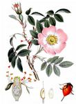 Blaugrüne Rose - Rosa dumalis Bechst. 