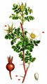 Burnet Rose - Rosa spinosissima L.