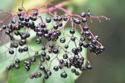 Elder - Sambucus nigra L.
