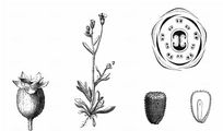 Dreifinger-Steinbrech - Saxifraga tridactylites L.
