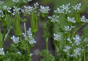 Shepherd's-Needle - Scandix pecten-veneris L.