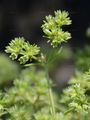 Annual Knawel - Scleranthus annuus L.