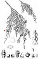 Nootka Cypress - Xanthocyparis nootkatensis (D. Don) Farjon & D. K. Harder