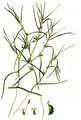 Horned Pondweed - Zannichellia palustris L.