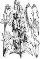 Blauer Eisenhut - Aconitum napellus L.