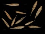 Sumpf-Straußgras - Agrostis canina L.