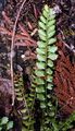 Grüner Streifenfarn - Asplenium viride Huds.