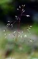 Wavy Hair-Grass - Avenella flexuosa (L.) Drejer