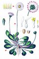 Daisy - Bellis perennis L.