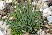 Alpen-Knorpellattich - Chondrilla chondrilloides (Ard.) H. Karst. 