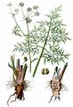 Wasserschierling - Cicuta virosa L.