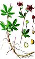 Sumpfblutauge - Comarum palustre L.