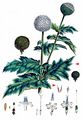 Glandular Globe-Thistle - Echinops sphaerocephalus L.