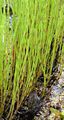 Sumpf-Schachtelhalm - Equisetum palustre L.