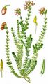 Cross-Leaved Heath - Erica tetralix L.