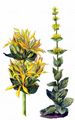 Gelber Enzian - Gentiana lutea L.