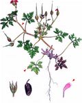 Purpur-Storchschnabel - Geranium purpureum Vill. 