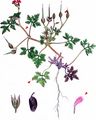Little-Robin - Geranium purpureum Vill.
