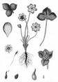 Liverleaf - Hepatica nobilis Schreb.