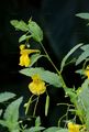 Großes Springkraut - Impatiens noli-tangere L.