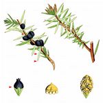 Gewöhnlicher Wacholder - Juniperus communis L. 