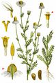 Scented Mayweed - Matricaria chamomilla L.