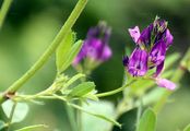 Lucerne - Medicago sativa L.