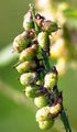 Ribbed Melilot - Melilotus officinalis (L.) Lam.
