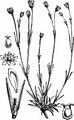 Steife Miere - Minuartia stricta (Sw.) Hiern