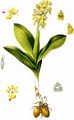 Pale-Flowered Orchid - Orchis pallens L.