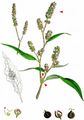 Pale Persicaria - Persicaria lapathifolia (L.) Delarbre