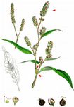 Ampfer-Knöterich - Persicaria lapathifolia (L.) Delarbre 