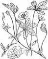 Kriechendes Fingerkraut - Potentilla reptans L.
