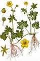 Grenier's Buttercup - Ranunculus villarsii DC.