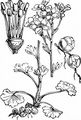 Meadow Saxifrage - Saxifraga granulata L.