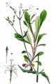Italian Catchfly - Silene italica (L.) Pers.