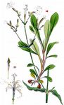 Italienisches Leimkraut - Silene italica (L.) Pers. 