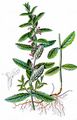 Water Germander - Teucrium scordium L.