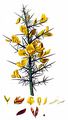 Gorse - Ulex europaeus L.