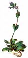 Violet Speedwell - Veronica bellidioides L.