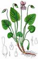 Baltic Violet - Viola uliginosa Besser