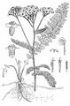Gewöhnliche Schafgarbe - Achillea millefolium L.