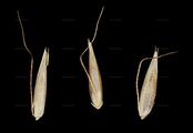Alpen-Straußgras - Agrostis alpina Scop.