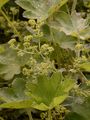 Spitzlappen-Frauenmantel - Alchemilla acutiloba Opiz