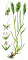 Wohlriechendes Ruchgras - Anthoxanthum odoratum L.