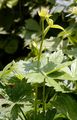 Große Sterndolde - Astrantia major L.