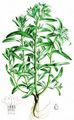 Field Gromwell - Buglossoides arvensis (L.) I. M. Johnst.