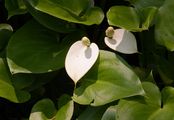 Bog Arum - Calla palustris L.